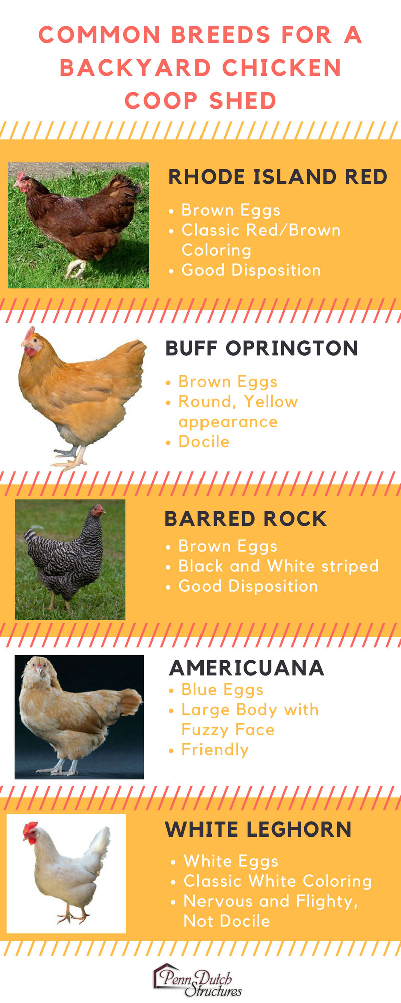 Tips For Buying A Chicken Coop Raising Chickens Penn Dutch