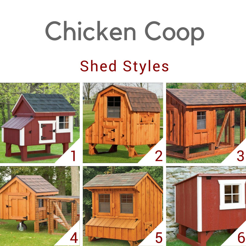 Tips for Buying a Chicken Coop & Raising Chickens Penn Dutch