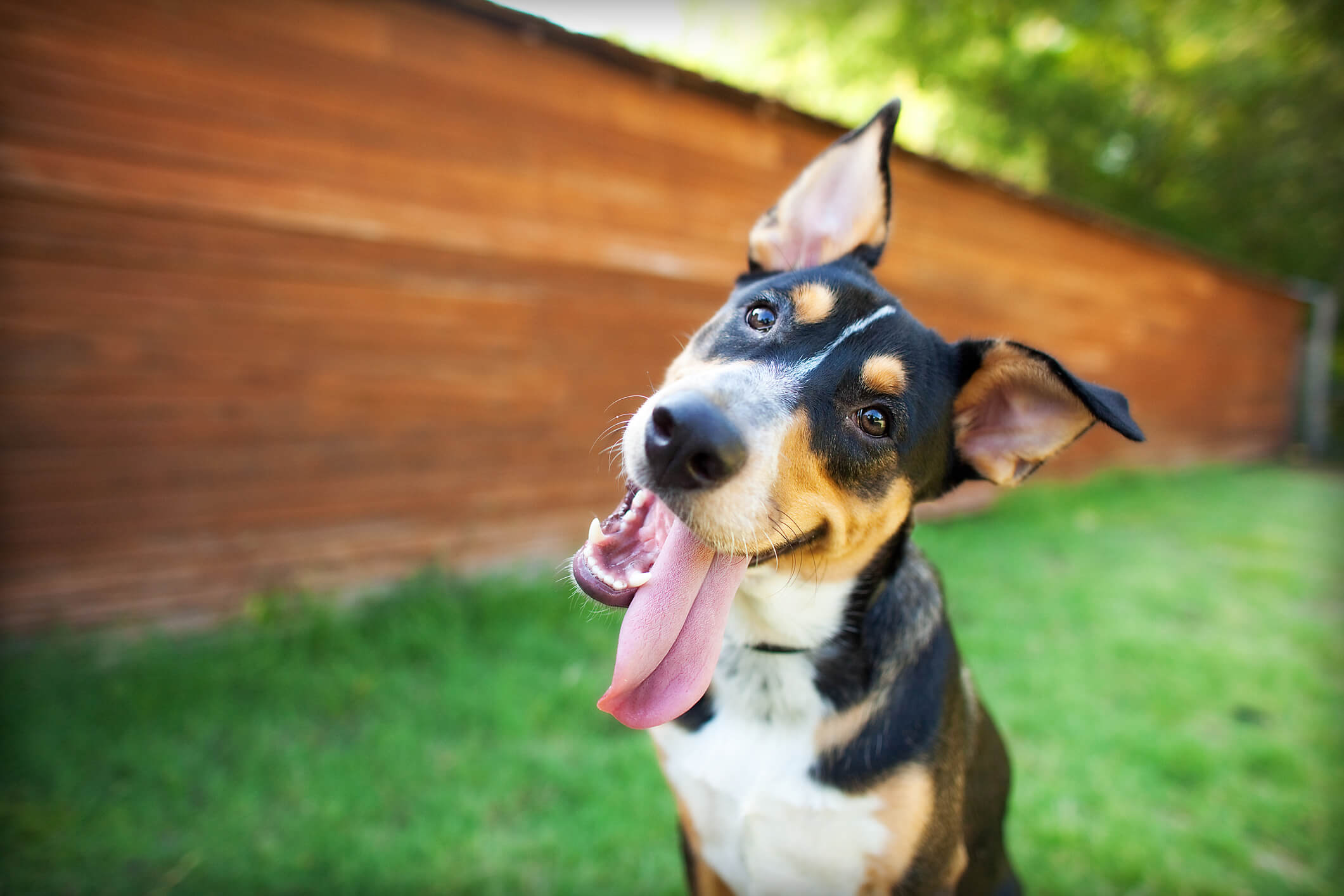 Some dog breeds enjoy being outside more than in.