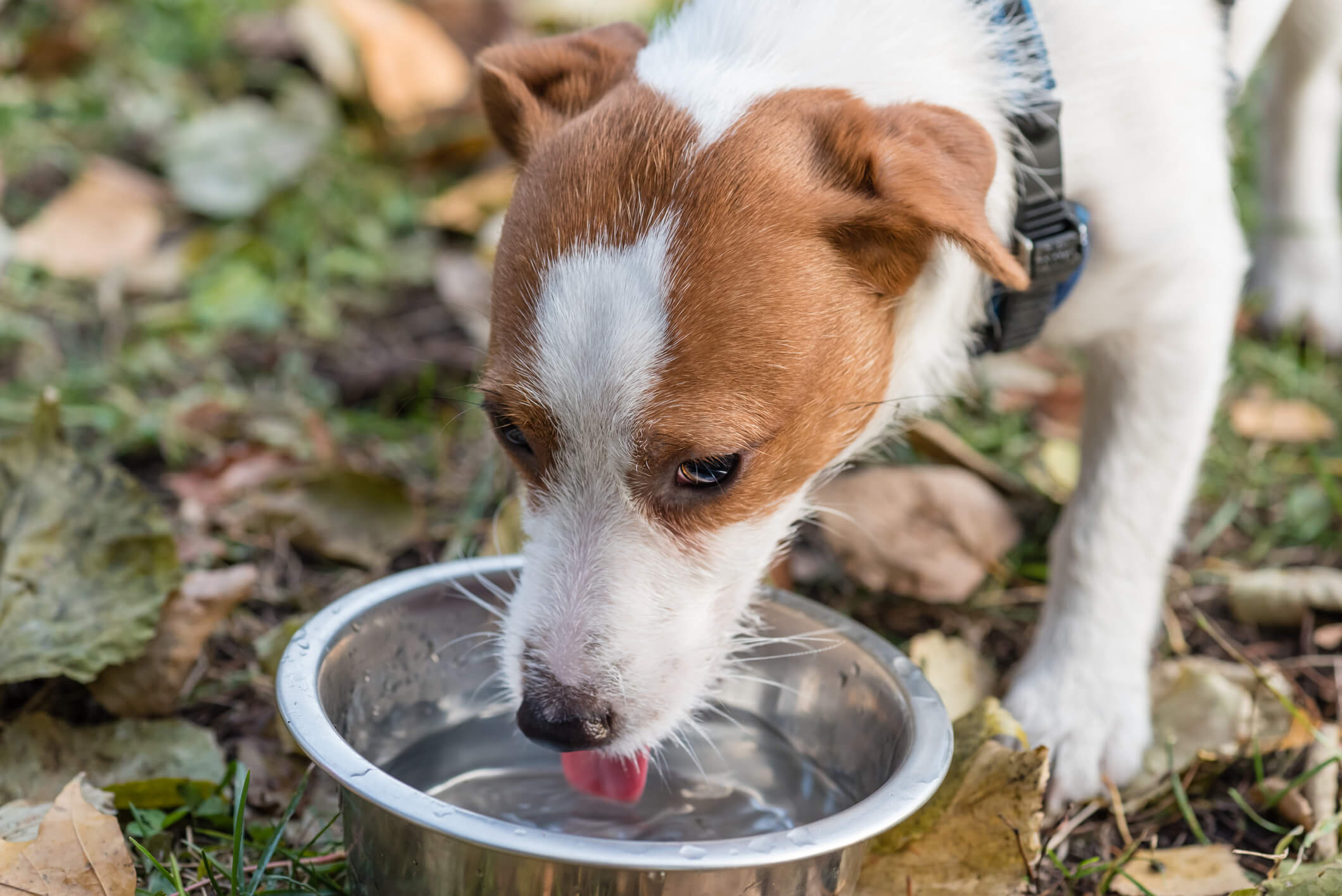A dog drinks water in his outdoor kennel.