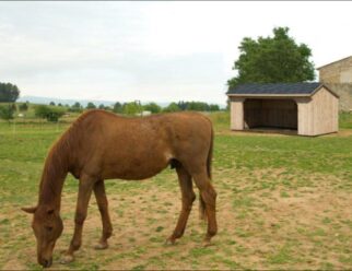 Modular – 10 x 18 Run-In Barn w/ Batten Siding