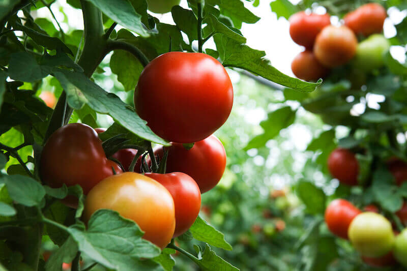 Tomato plant on the vine