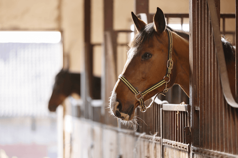 A horse peeks his head out of a stall.