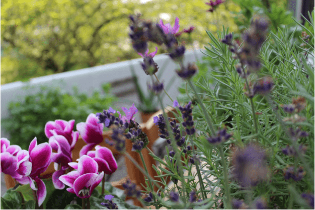 A picture of purple flowers in a garden.