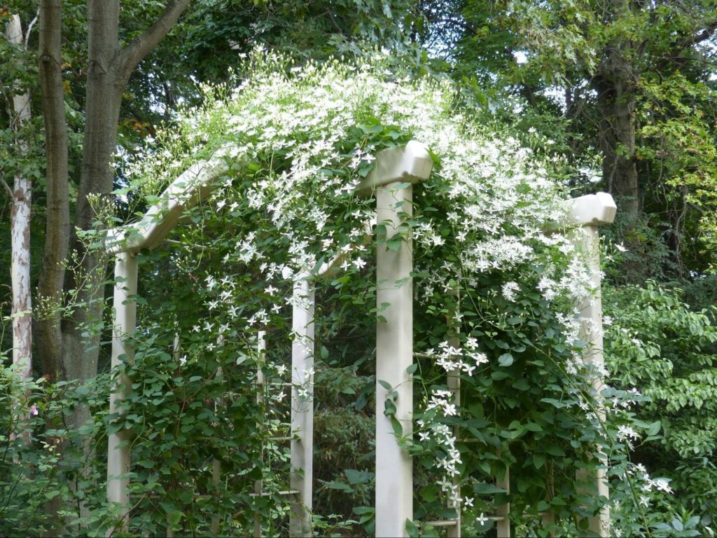 An arbor with white flowers draping across it.