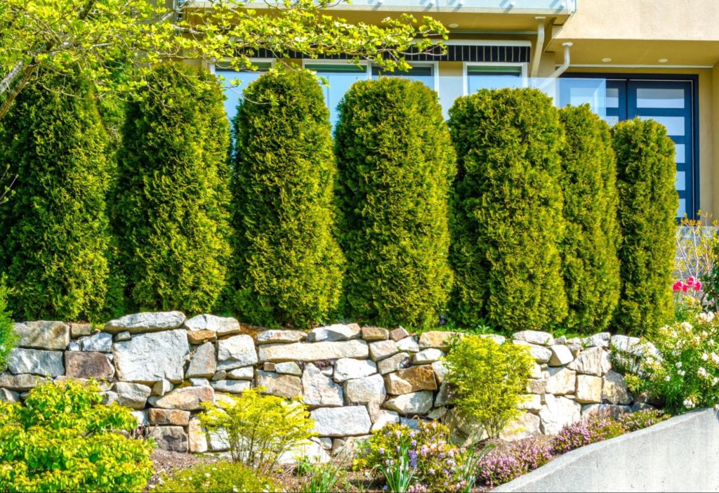 A picture of arborvitaes in a backyard. A great idea for people looking for patio privacy ideas.