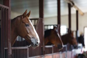 Featured image for Barns vs. Stables: Is there a difference?