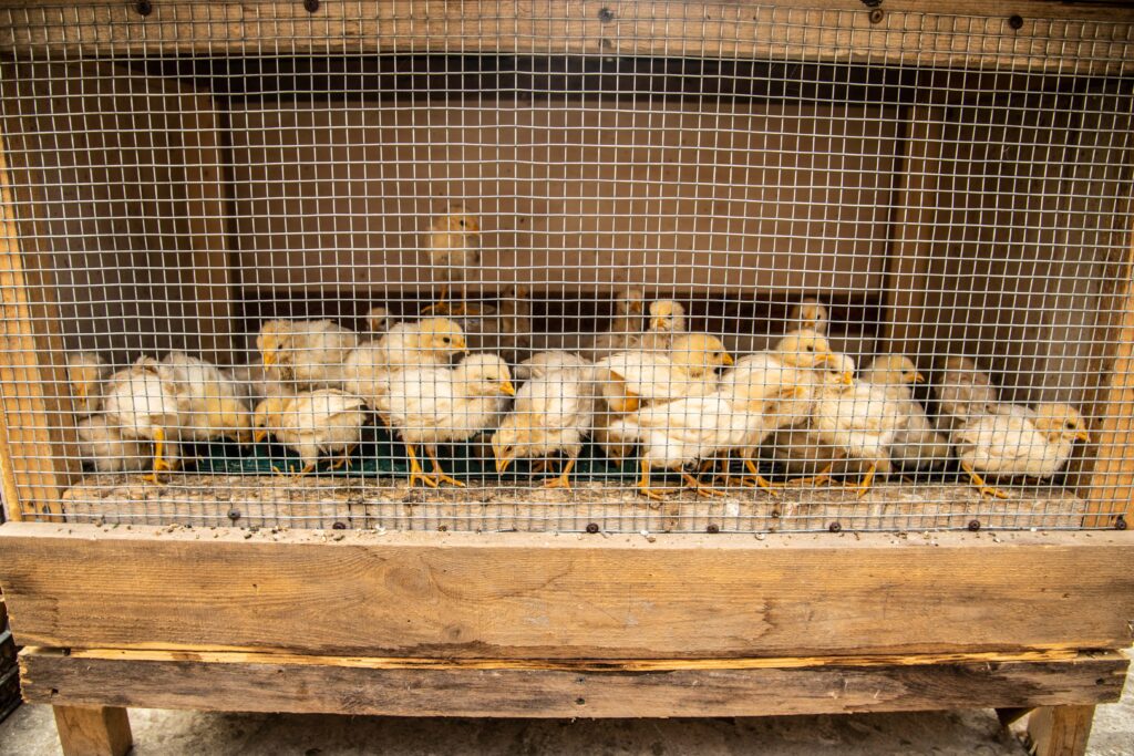 Baby chicks in protected coop.