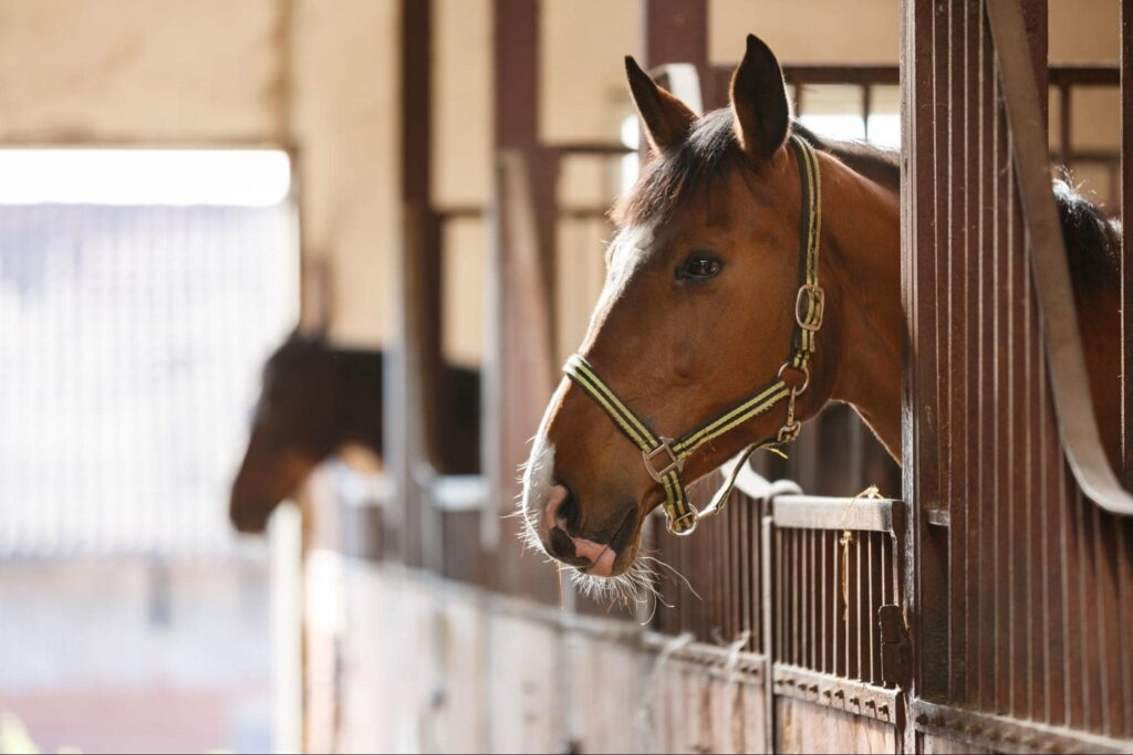 a horse with its head sticking out of a barn stable.