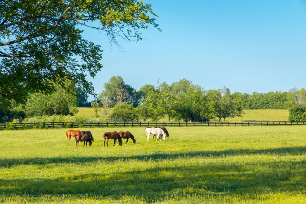 a full pasture with six horses grazing.