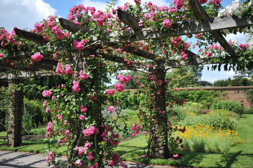 a pergola covered in pink florals and vines.