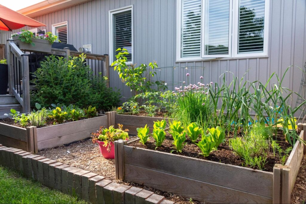 a small garden with three garden boxes with lots of greenery planted. 
