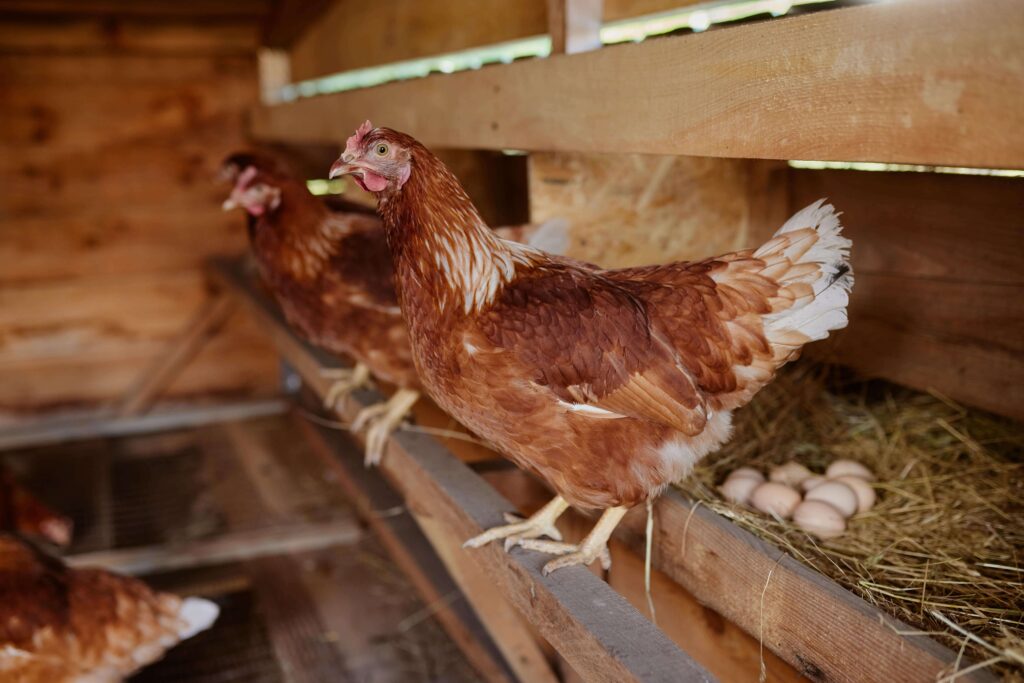 a chicken sits on a wooden roost in front of a pile of eggs
