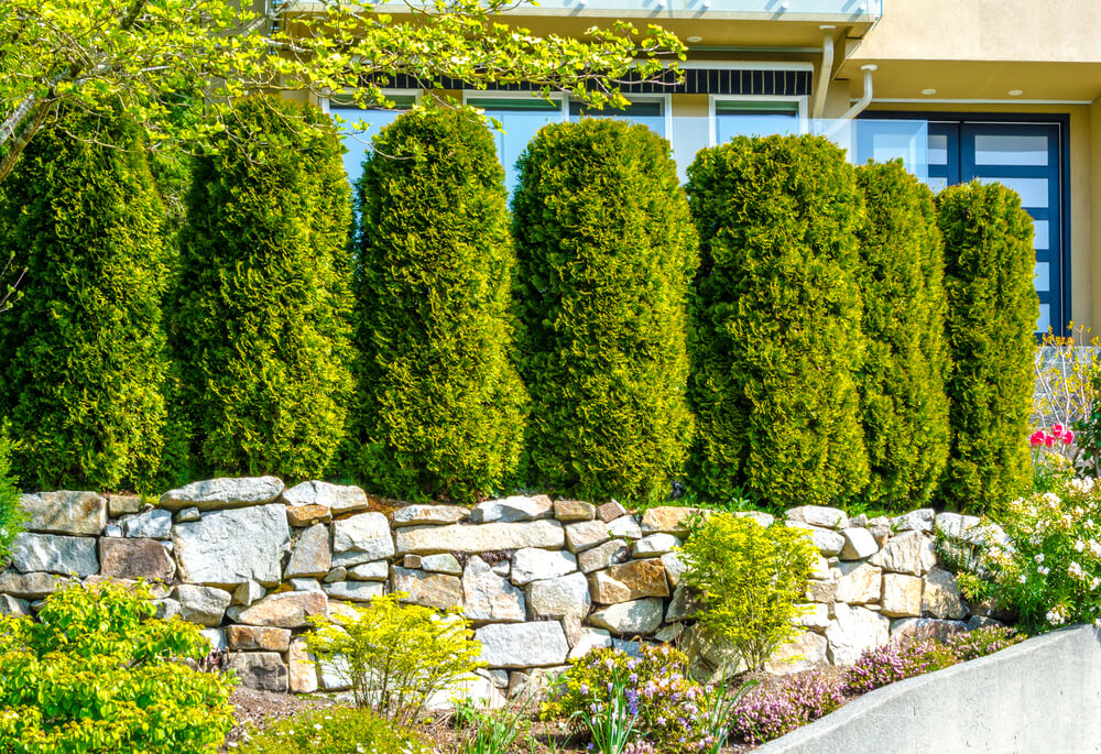 A privacy wall made of Arborvitae trees