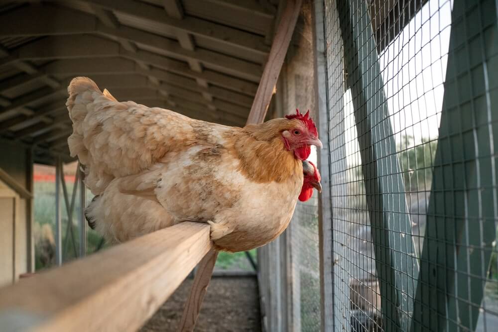 Two chickens sit on a roost in their coop